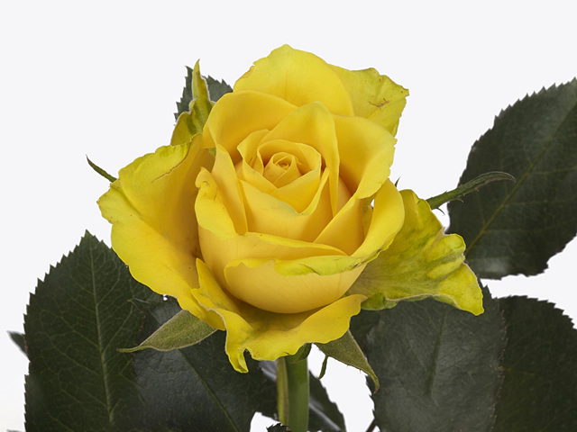 Роза крупноцветковая "Yuzu"