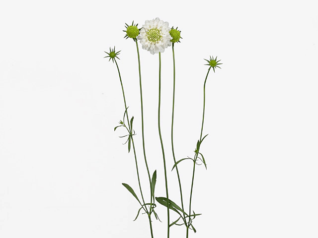 Scabiosa atropurpurea Munch