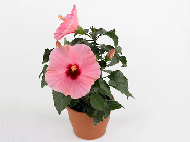 Hibiscus rosa-sinensis 'Adonis'