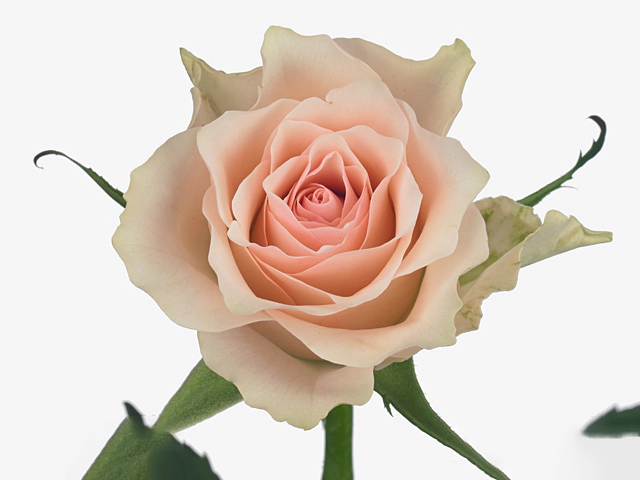 Rosa large flowered Jeanette