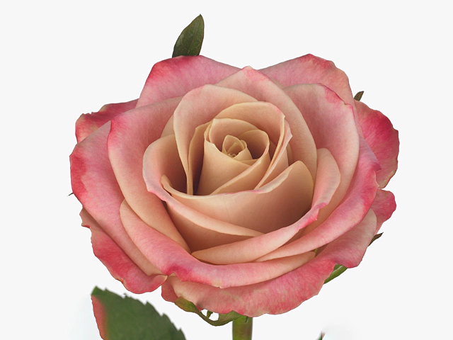 Роза крупноцветковая "Classy Alison"