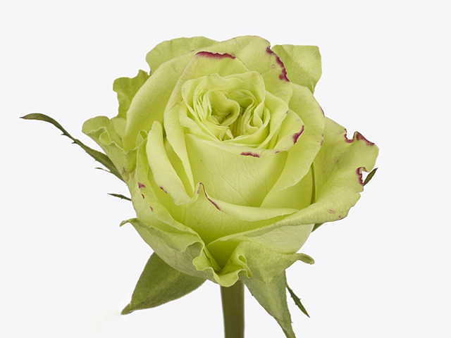 Роза крупноцветковая "Lemon Pie"