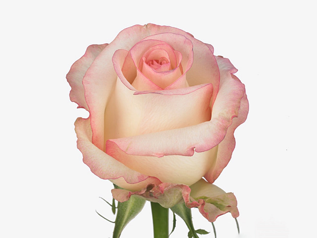 Роза крупноцветковая "Karlina"