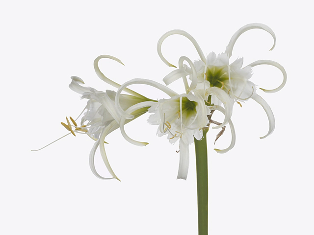 Hymenocallis x festalis