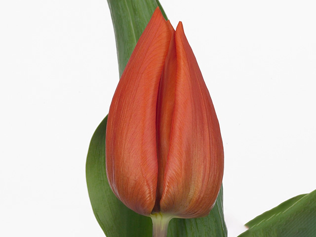 Tulipa (Triumph Grp) Orange Dream
