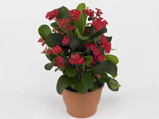 Euphorbia (Milii Grp) 'Karola'