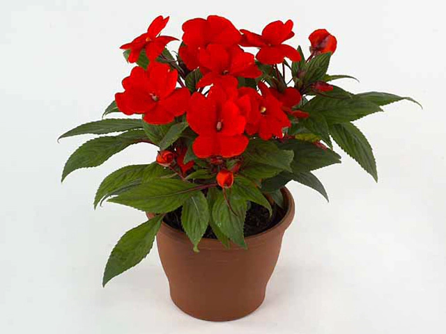 Impatiens (New Guinea Grp) Magnifico Orange