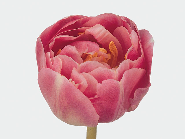 Тюльпан махровый поздний "Endless Love"