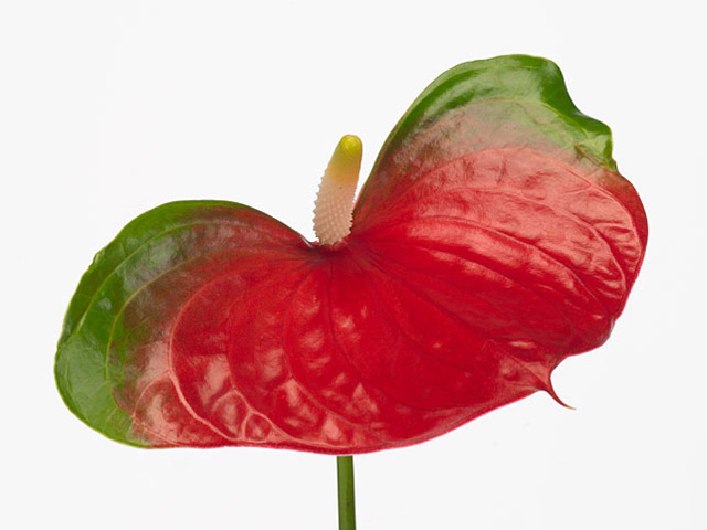Anthurium (Andreanum Grp) Strong Red