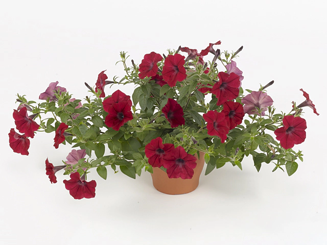 Petunia Tidal Wave Red Velour