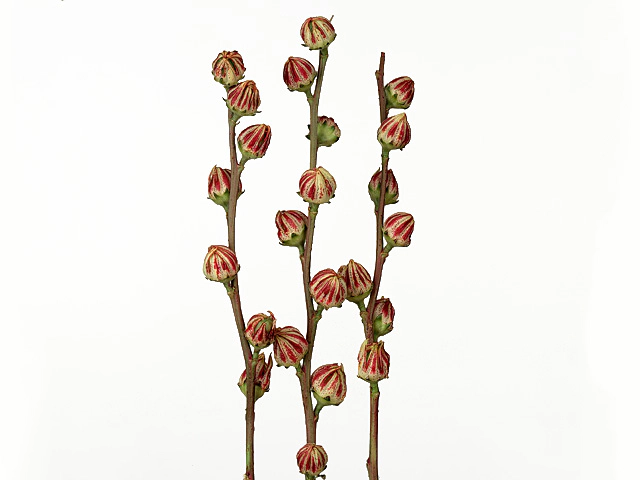 Hibiscus trionum 'Bi-Color'