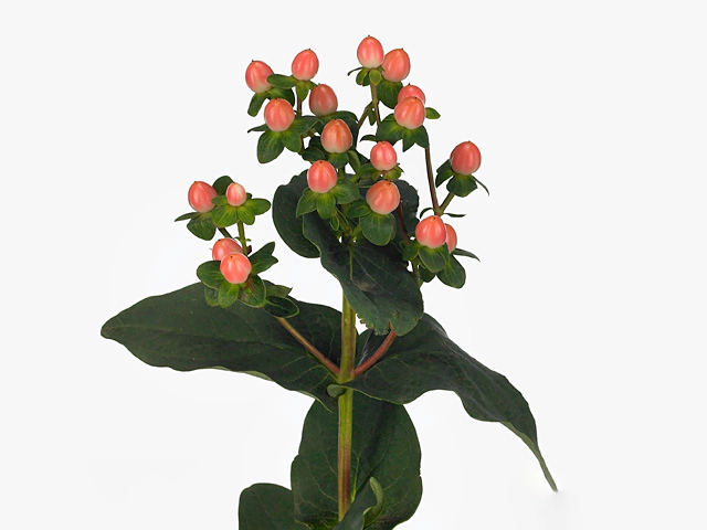 Hypericum androsaemum Fashion Flair