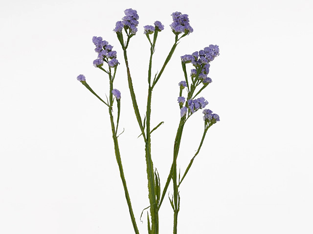 Кермек выемчатый "Ara Lavender"