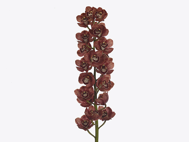 Cymbidium large flowered Blazing Brown 'Marone'