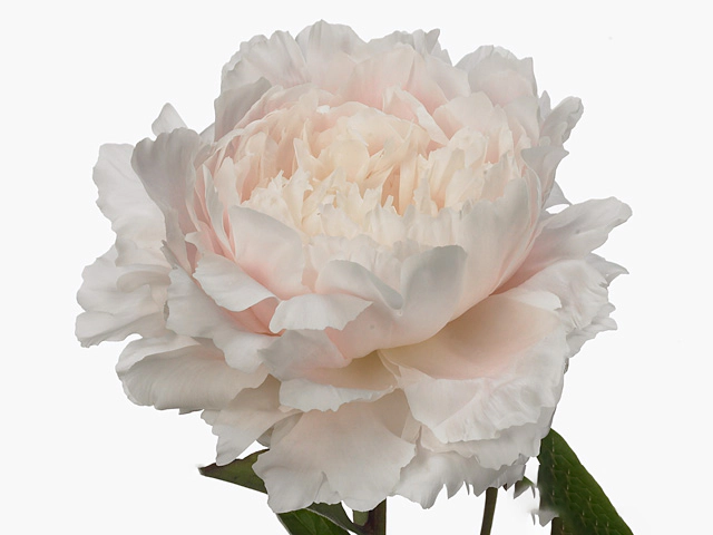 Paeonia (Lactiflora Grp) White Sarah Bernhardt