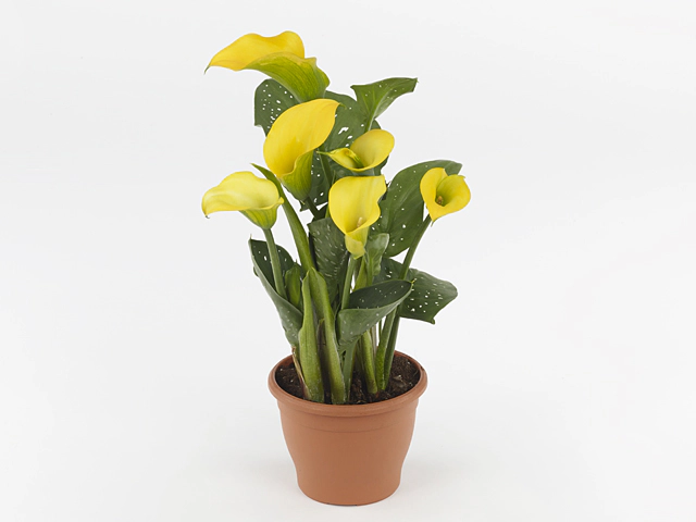 Zantedeschia Gold Fever