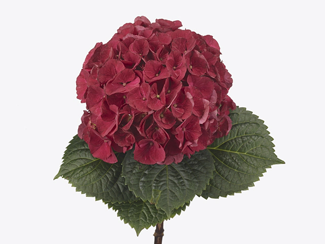 Hydrangea macrophylla Magical Red Spring