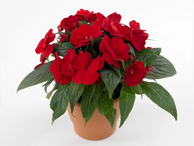 Impatiens (New Guinea Grp) Toscana Medium GL Dark Red