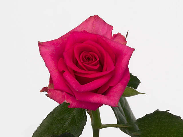 Rosa small flowered Hanseat