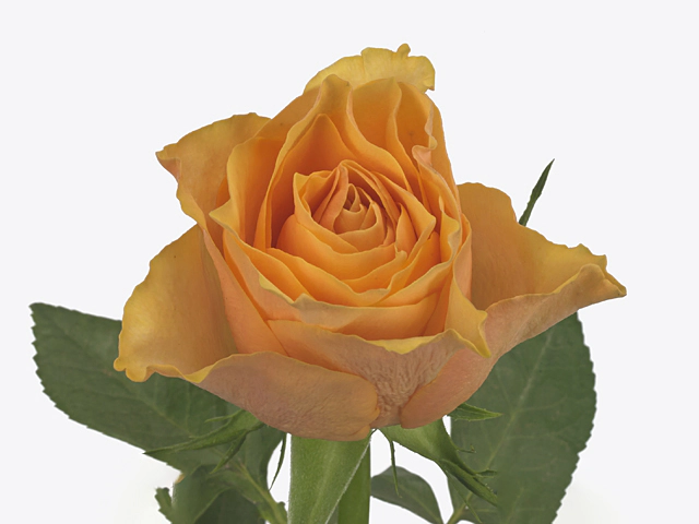 Rosa large flowered Hina-Bb
