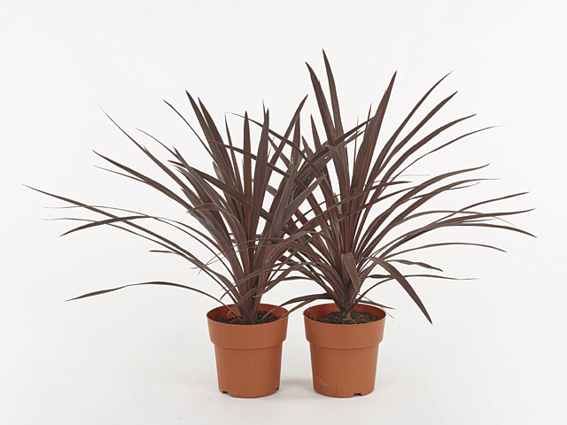 Cordyline other mixed