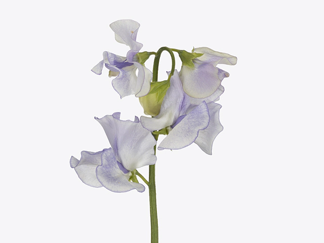 Lathyrus odoratus (Spencer Grp) 'Lavendel Wedding'