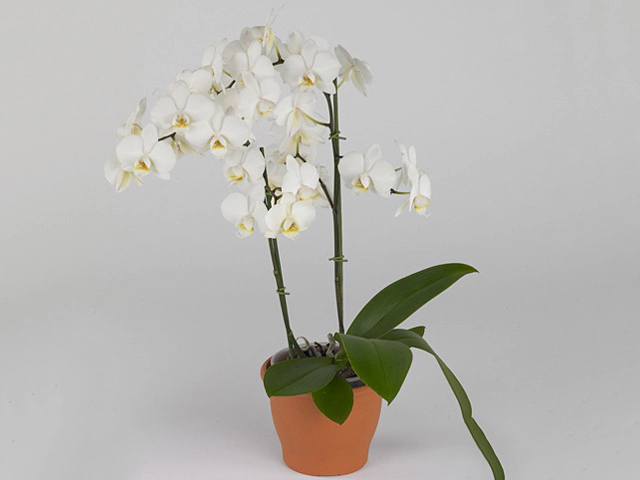 Phalaenopsis Multifloratypes Anthura Venice