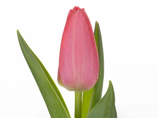 Тюльпан Триумф "Mafdet"