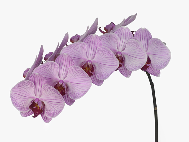 Phalaenopsis per flower Anthura Medan