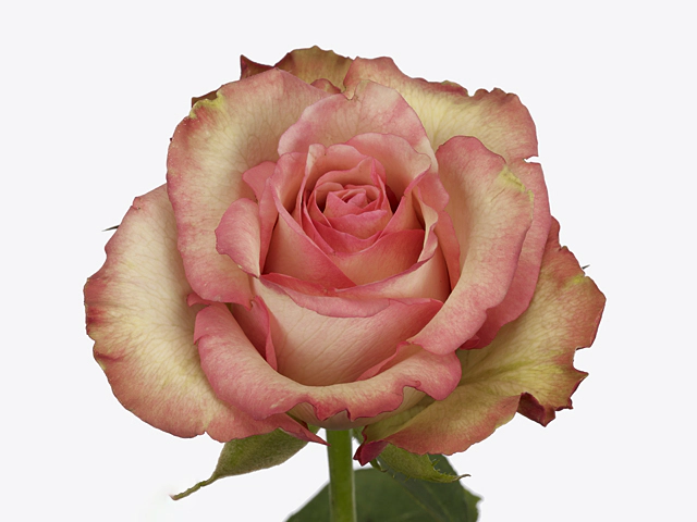 Роза крупноцветковая "Talisman"