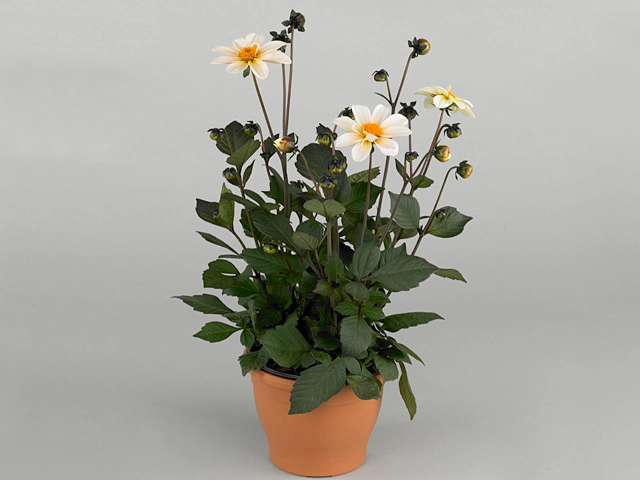 Dahlia (Single-flowered Grp) Happy Days Creamwhite
