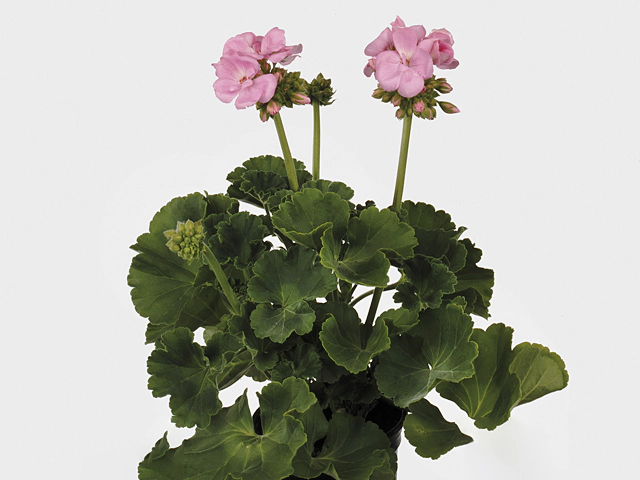 Pelargonium (Zonale Grp) Goesta