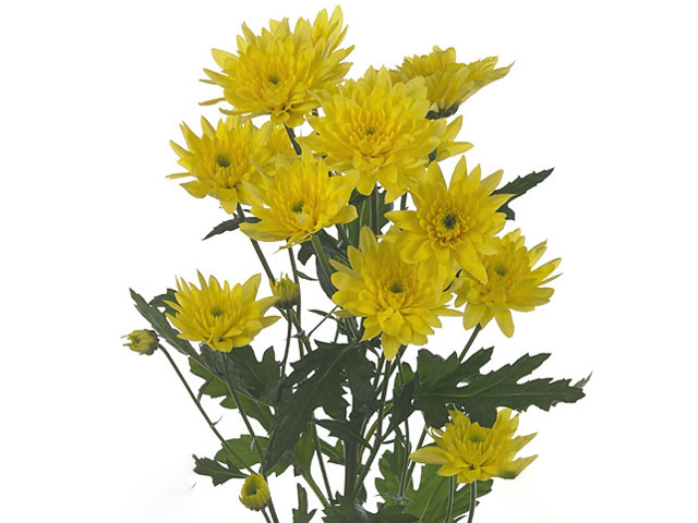 Chrysanthemum (Indicum Grp) spray Euro Sunny