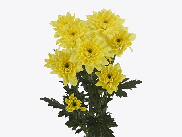 Chrysanthemum (Indicum Grp) spray Altaj Yellow