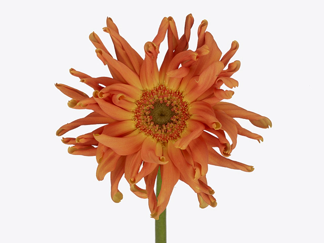 Gerbera large flowered curl-shaped 'Pasta Marinara'