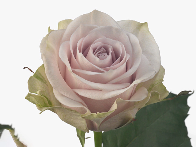 Rosa large flowered Silverado