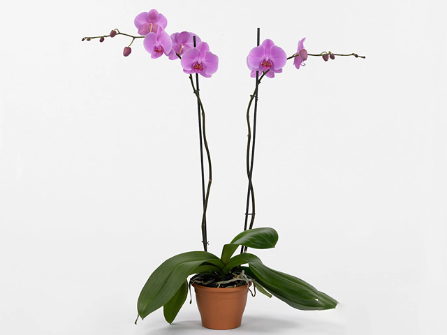 Phalaenopsis Anthura Bombay