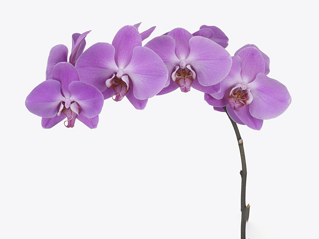 Phalaenopsis per flower Anthura Pusan