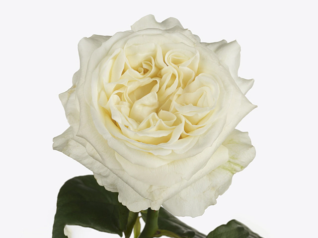 Rosa large flowered Angie Romantica Cream