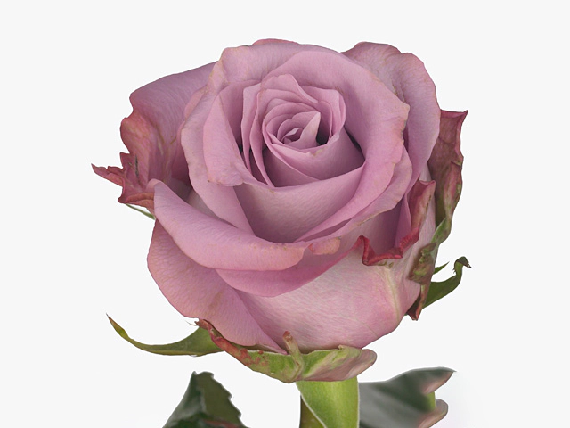 Rosa large flowered Maritim Classic