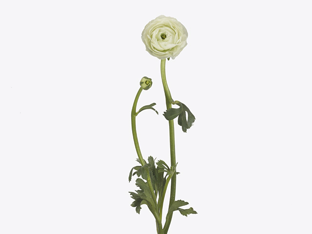 Ranunculus asiaticus 'Real Ice'