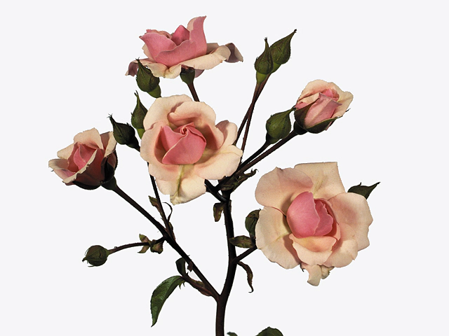 Роза спрей "Diadeem"