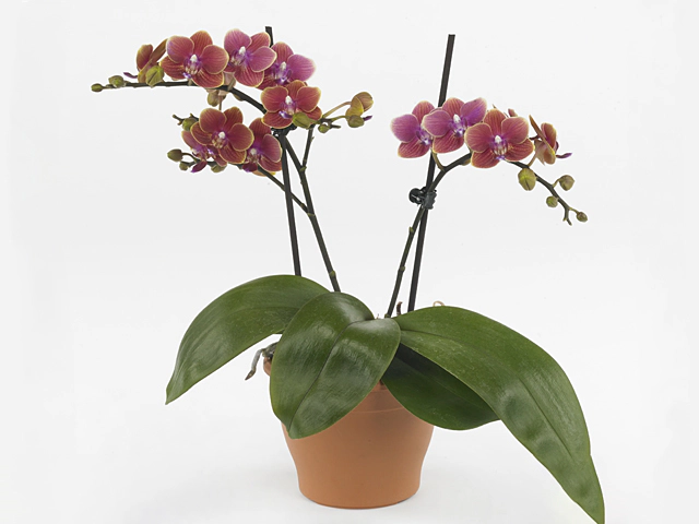 Phalaenopsis Multifloratypes Floriclone Hotline
