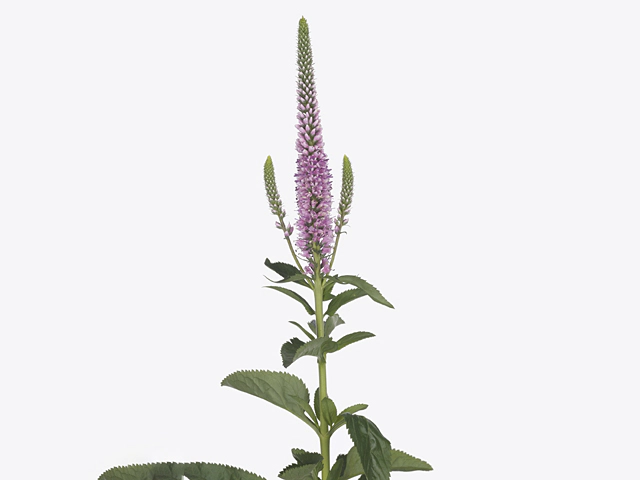Veronica longifolia Evique