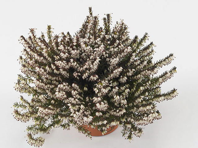Erica darleyensis 'White Spring Surprise'