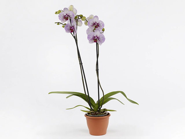 Phalaenopsis 'Mansion'