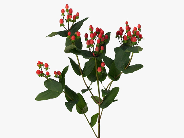 Hypericum x inodorum Magical Red Giant