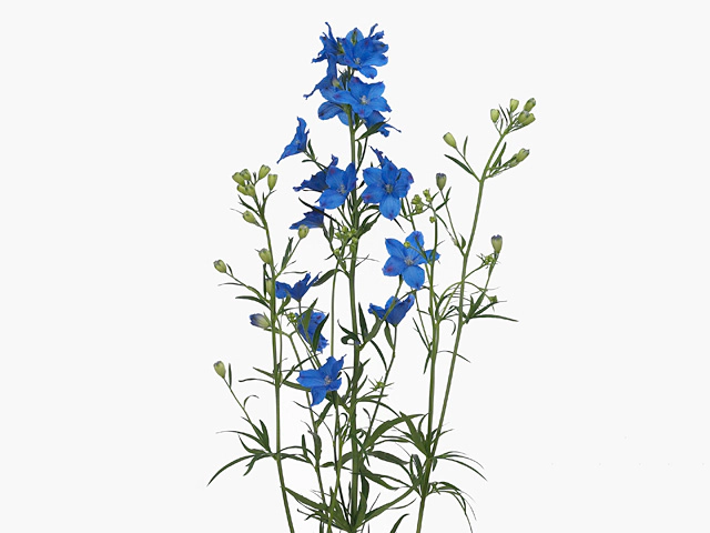 Delphinium grandiflorum single flowered 'Morpho Grand Blue'