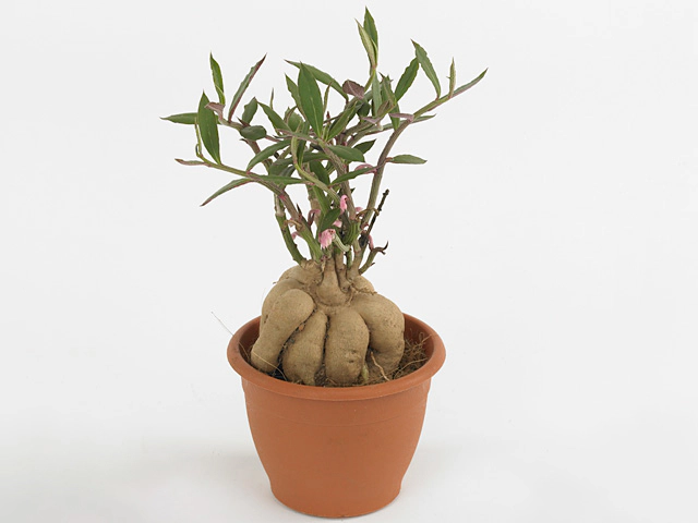 Euphorbia neorubella