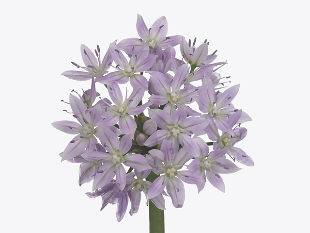 Allium unifolium 'Eros'